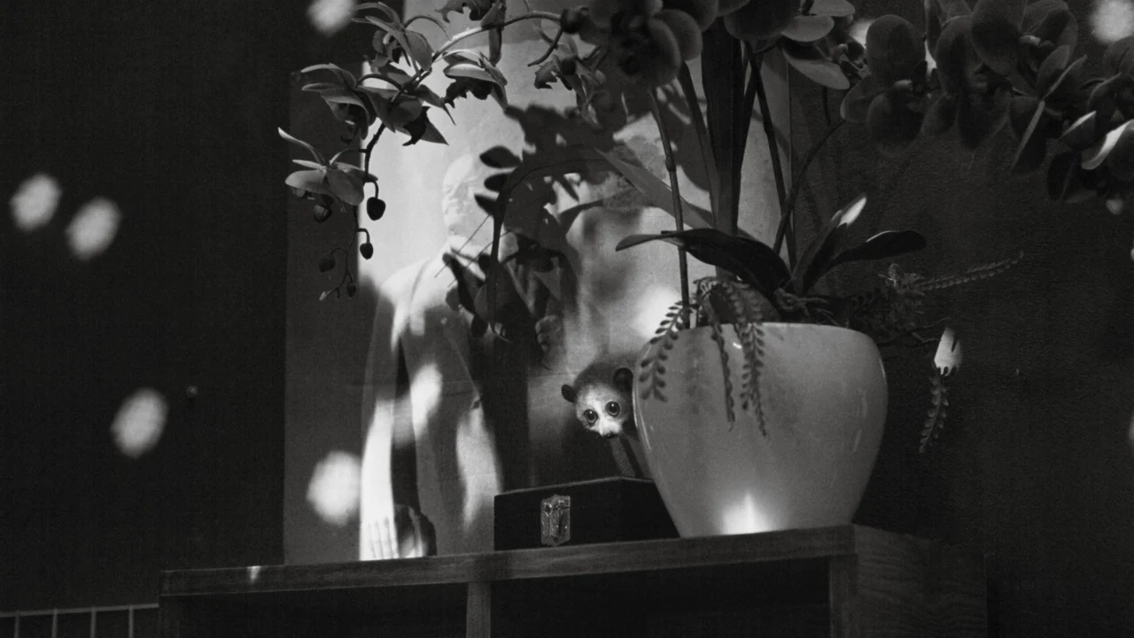 Cu Li Không Bao Giờ Khóc