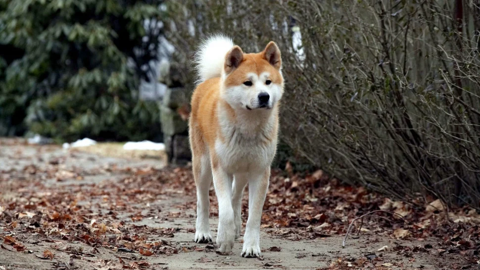 Hachi: A Dog’s Tale